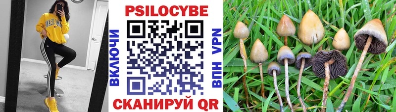 Купить  Холмск  Галлюциногенные грибы Psilocybe 